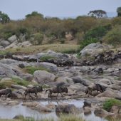  The Serengeti, TZ